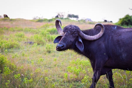 Farmed buffaloes in a green field on the outskirts of an urban city