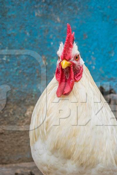 Large white cockerel or rooster in front of blue wall on urban city street