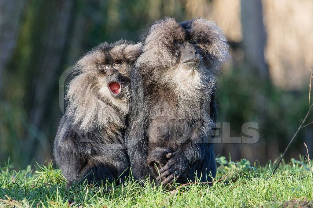 Two black lion tailed macaques in green forest