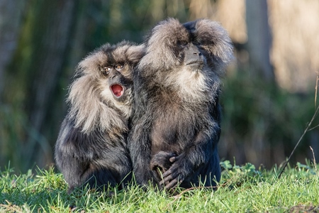 Two black lion tailed macaques in green forest