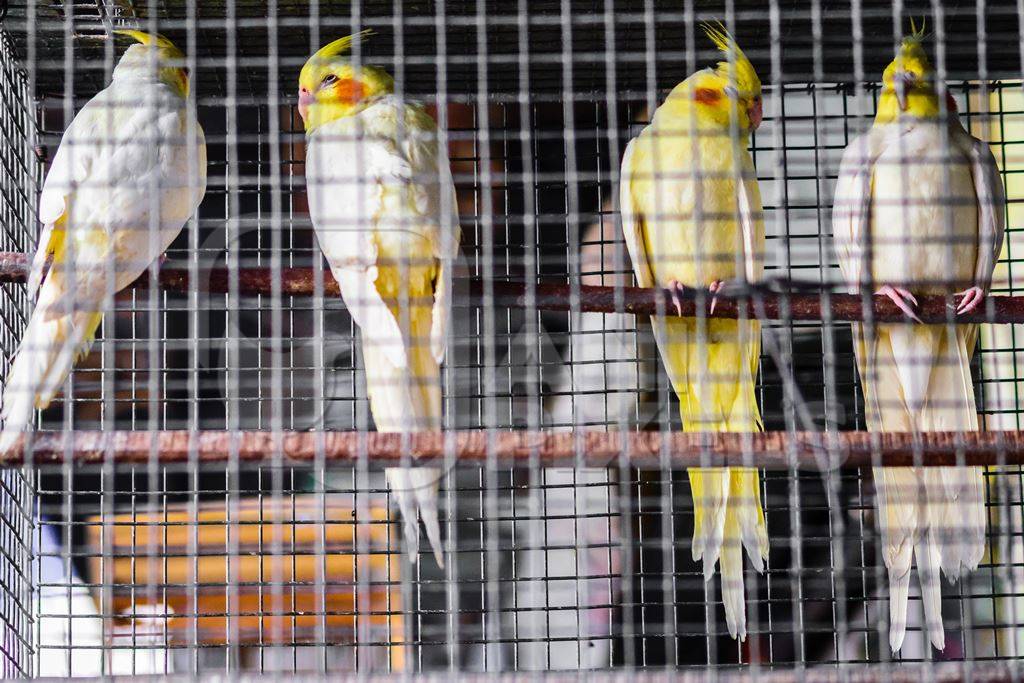 Yellow and grey cockatiel birds in cage on sale at Crawford pet market