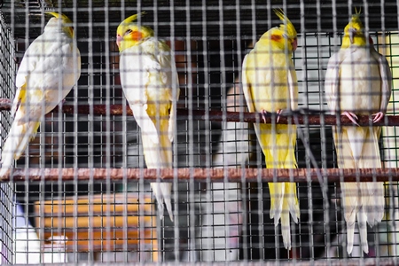 Yellow and grey cockatiel birds in cage on sale at Crawford pet market