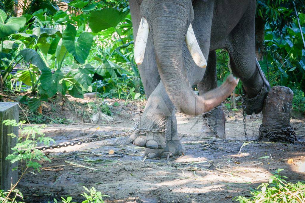 Elephant in musth chained up at Punnathur Kota elephant camp near Guruvayur temple, used for temples and religious festivals