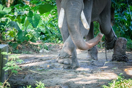 Elephant in musth chained up at Punnathur Kota elephant camp near Guruvayur temple, used for temples and religious festivals