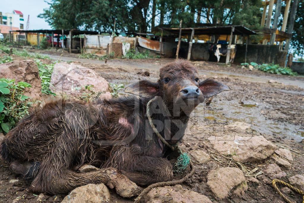 Farmed buffalo calf tied up in an urban dairy in Maharashtra