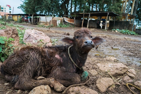 Farmed buffalo calf tied up in an urban dairy in Maharashtra