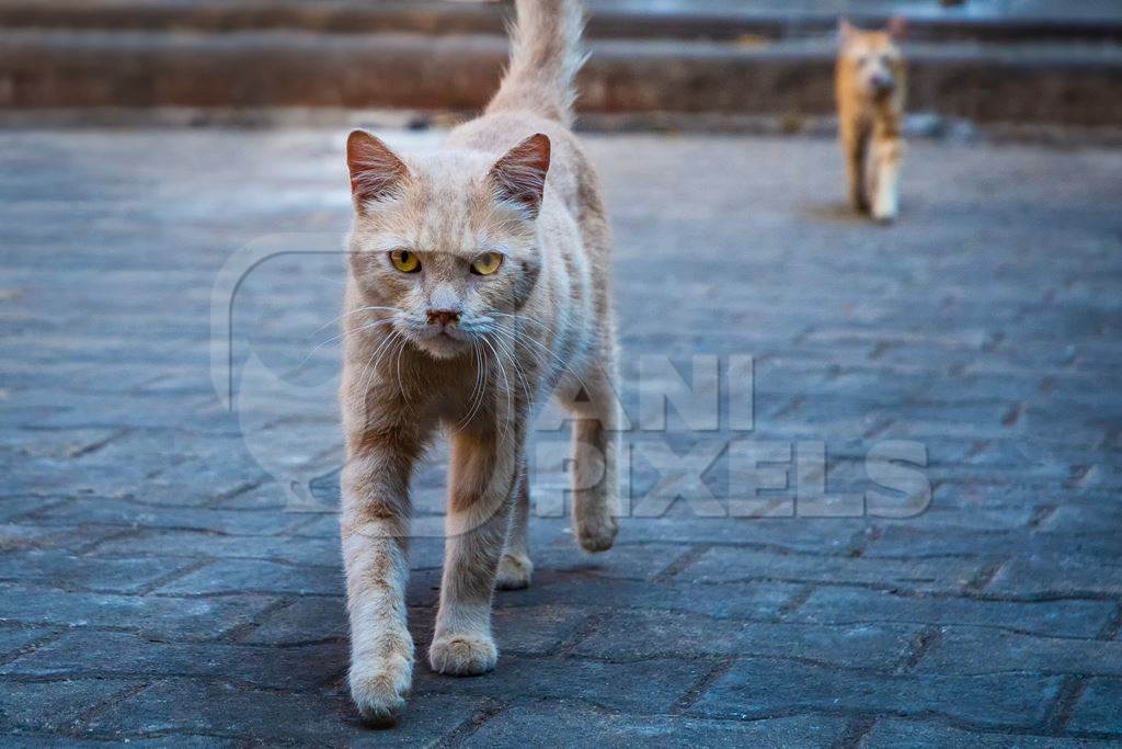 Street cats in an urban city in Maharashtra