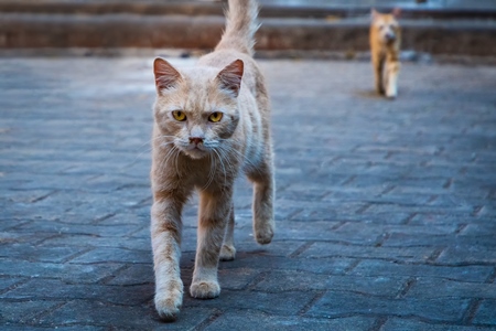 Street cats in an urban city in Maharashtra