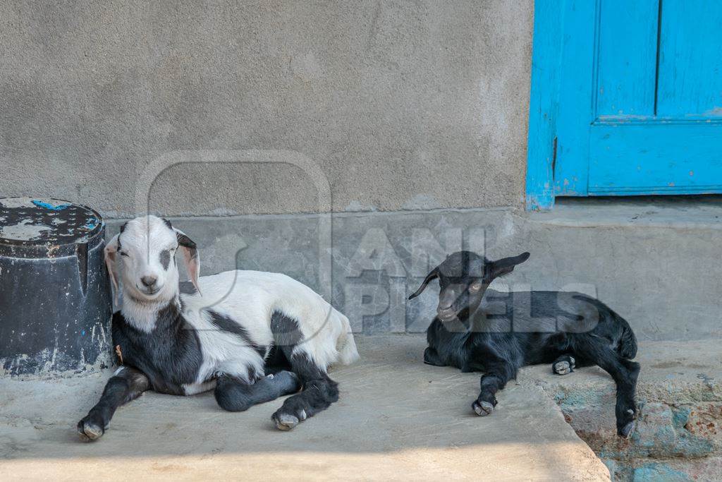 Two baby goats sitting on a step with blue door in the background