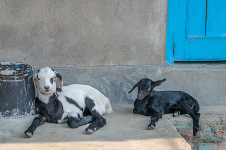 Two baby goats sitting on a step with blue door in the background