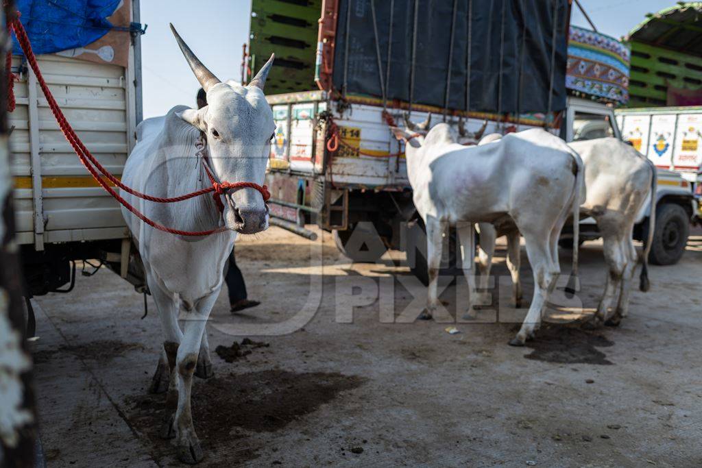 Several Indian bullocks or Indian cows tied to trucks at Chakan Cow and Buffalo Market, Maharashtra, India, 2024