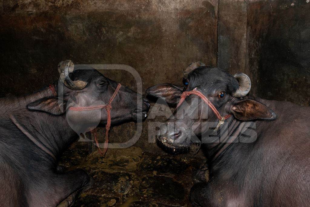 Farmed buffaloes chained up in a dark underground basement in a dirty urban dairy, Maharashtra, India, 2017