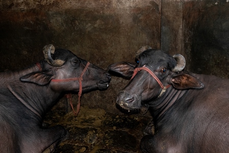 Farmed buffaloes chained up in a dark underground basement in a dirty urban dairy, Maharashtra, India, 2017