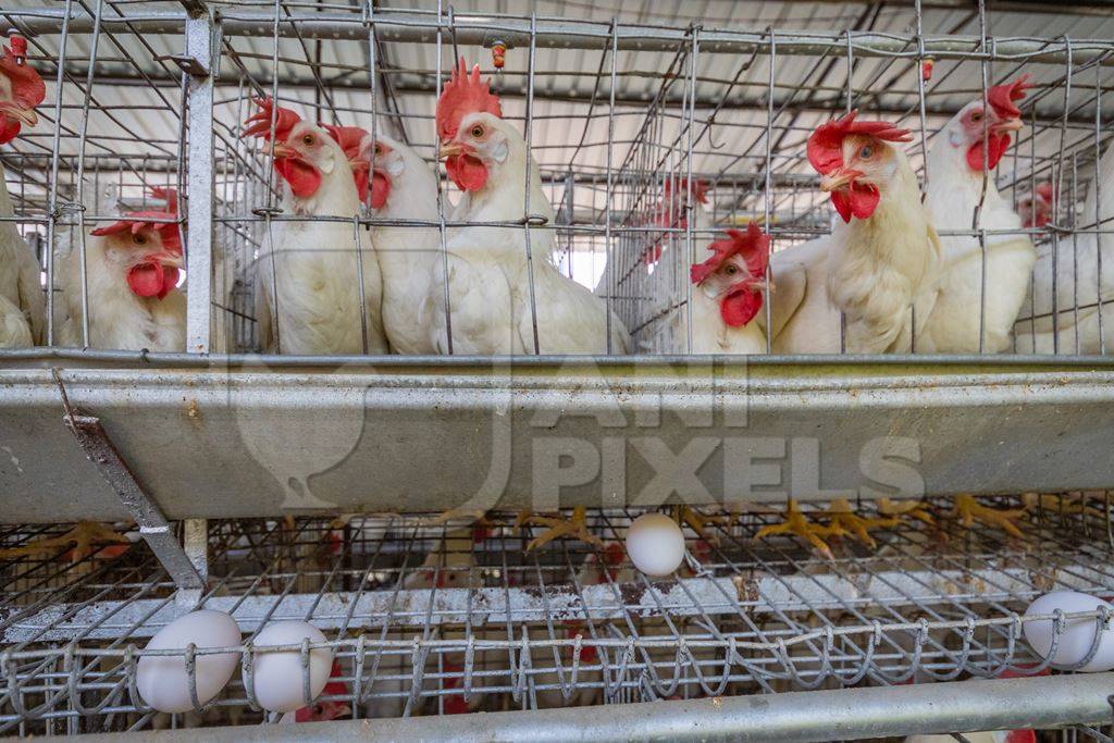 Photo of battery cages containing layer hens or chickens on a poultry layer farm or egg farm in rural Maharashtra, India, 2021
