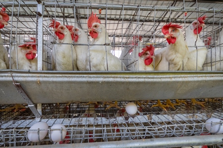 Photo of battery cages containing layer hens or chickens on a poultry layer farm or egg farm in rural Maharashtra, India, 2021