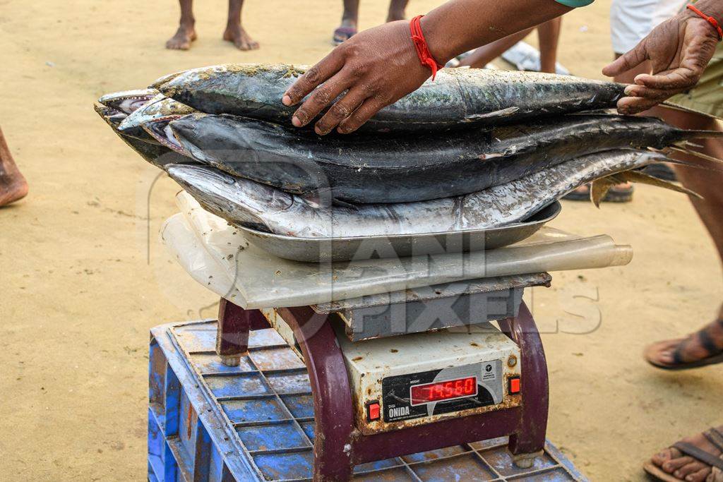 Dead Indian seer fish being weighed at Malvan fish market on beach in Malvan, Maharashtra, India, 2022