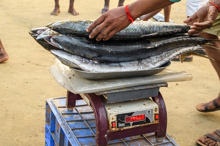 Dead Indian seer fish being weighed at Malvan fish market on beach in Malvan, Maharashtra, India, 2022