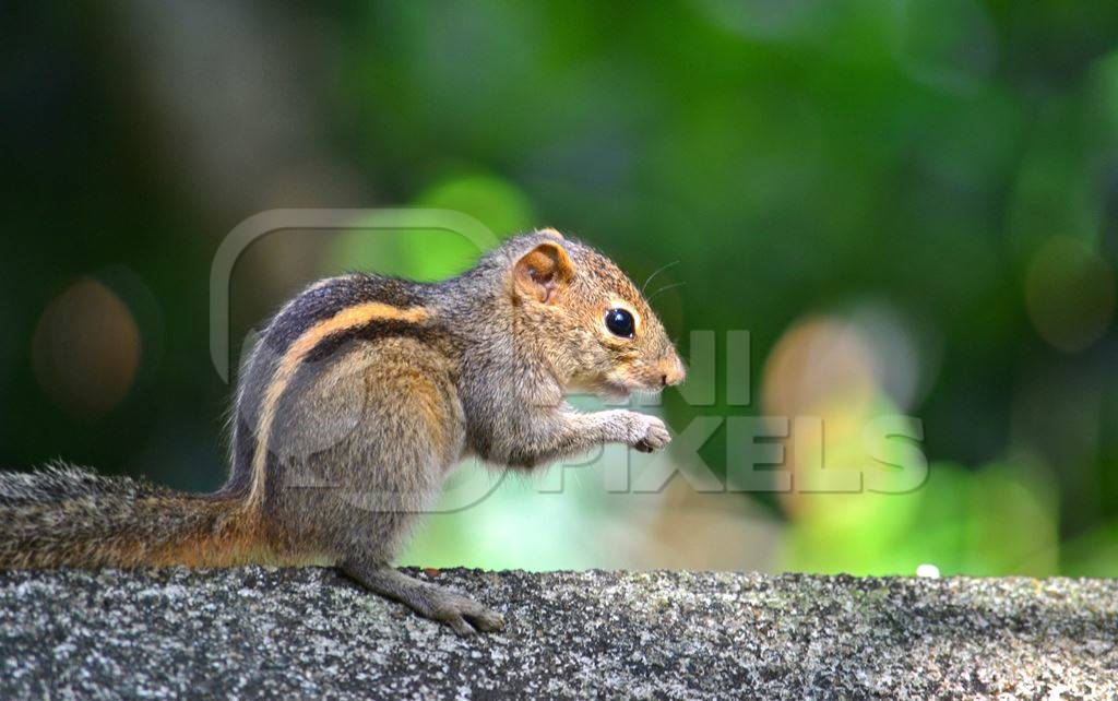Indian palm squirrel on a wall