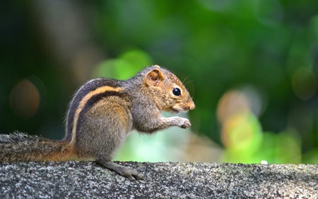 Indian palm squirrel on a wall