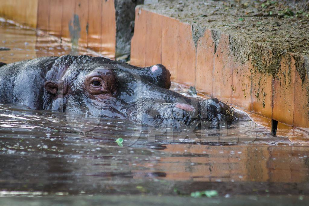 Hippopotamus in a concrete pool in an enclosure in Byculla zoo in Mumba