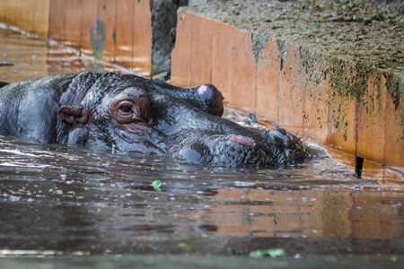Hippopotamus in a concrete pool in an enclosure in Byculla zoo in Mumba