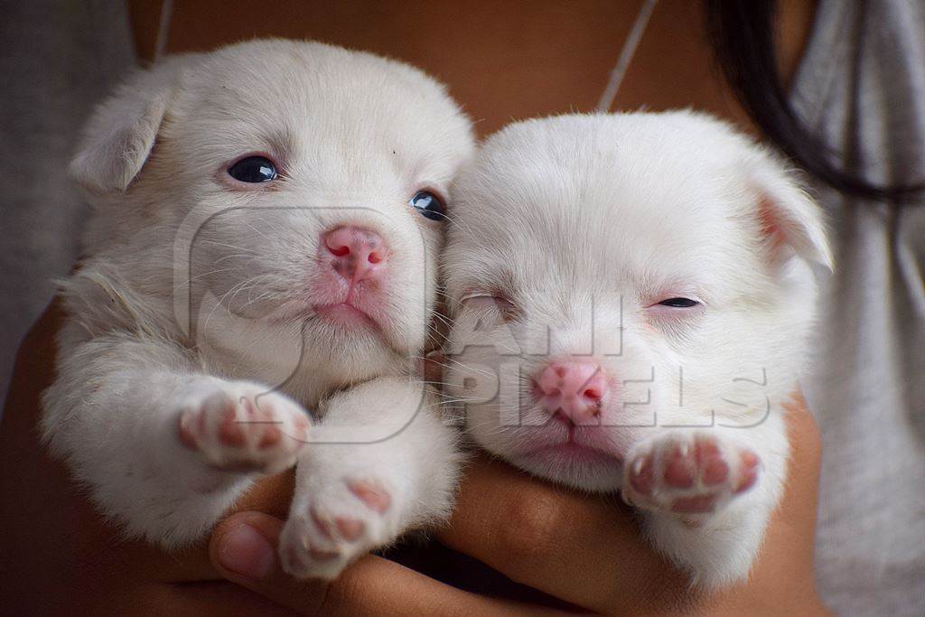 Close up of cute small white puppies