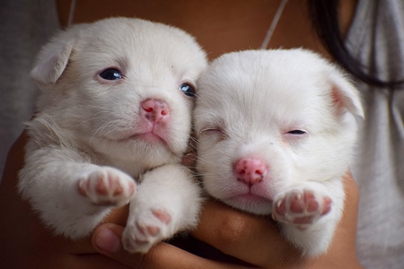 Close up of cute small white puppies