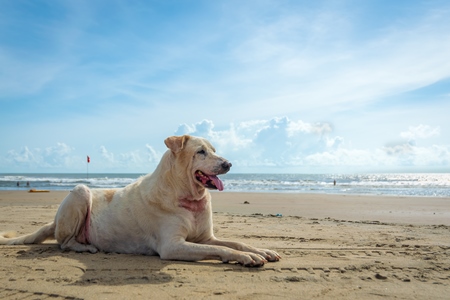 Old beach dog on sandy beach in Goa also stray dog or street dog