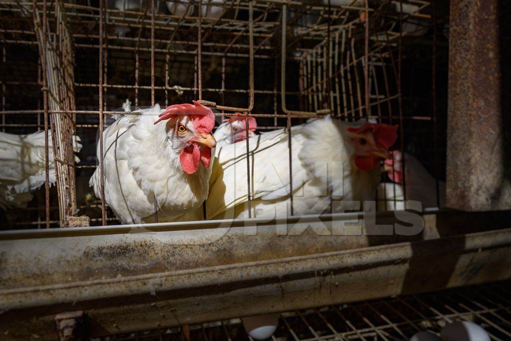 An Indian chicken or layer hen looks out from a battery cage on an egg farm on the outskirts of Ajmer, Rajasthan, India, 2022