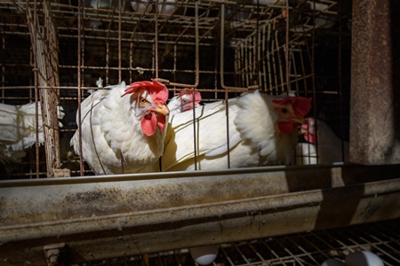 An Indian chicken or layer hen looks out from a battery cage on an egg farm on the outskirts of Ajmer, Rajasthan, India, 2022