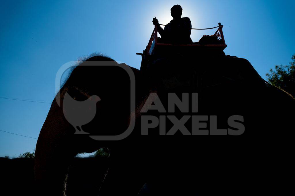 Silhouette of elephant used for entertainment tourist ride walking on street in Jaipur