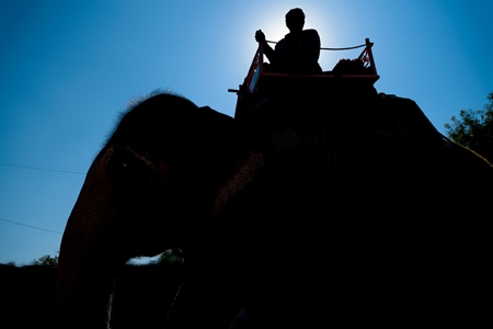 Silhouette of elephant used for entertainment tourist ride walking on street in Jaipur