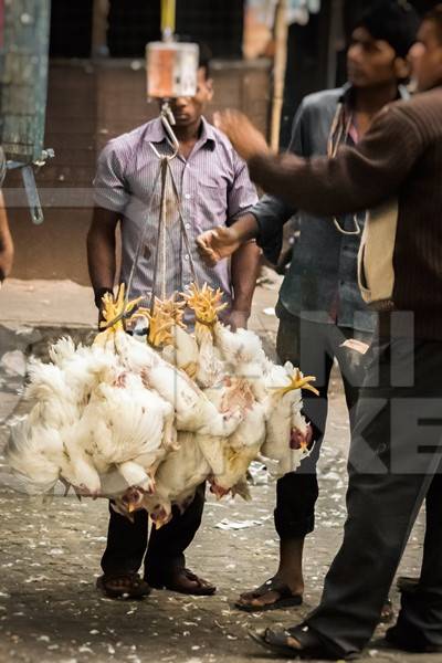 Broiler chickens in a bunch upside down tied with string near Crawford meat market in urban city of Mumbai