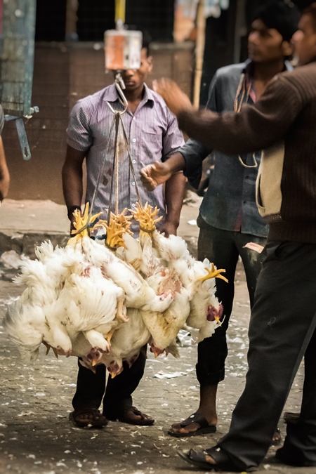 Broiler chickens in a bunch upside down tied with string near Crawford meat market in urban city of Mumbai