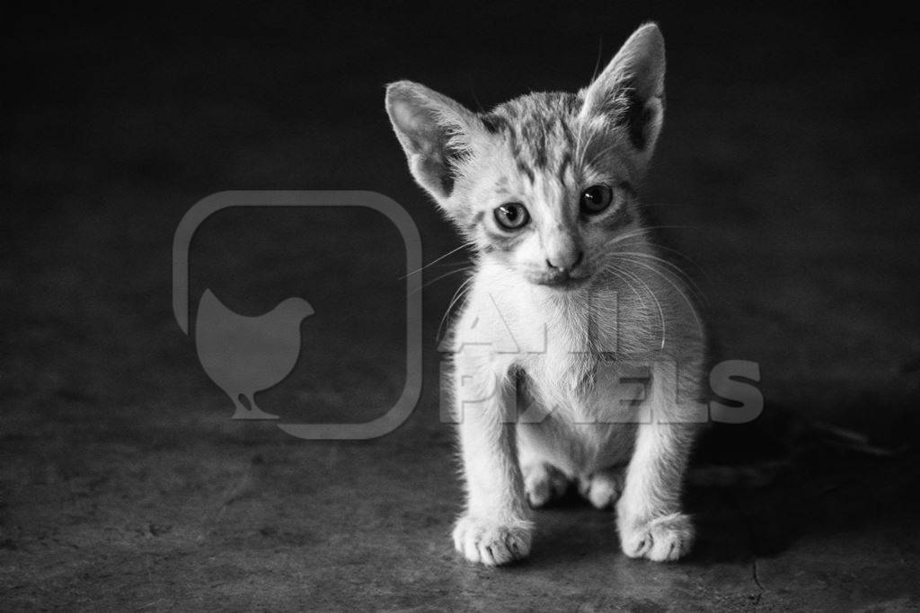 Small cute white street kitten sitting on grey pavement