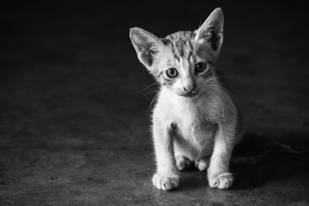 Small cute white street kitten sitting on grey pavement