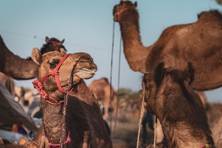 Indian camels at Nagaur Cattle Fair, Nagaur, Rajasthan, India, 2022