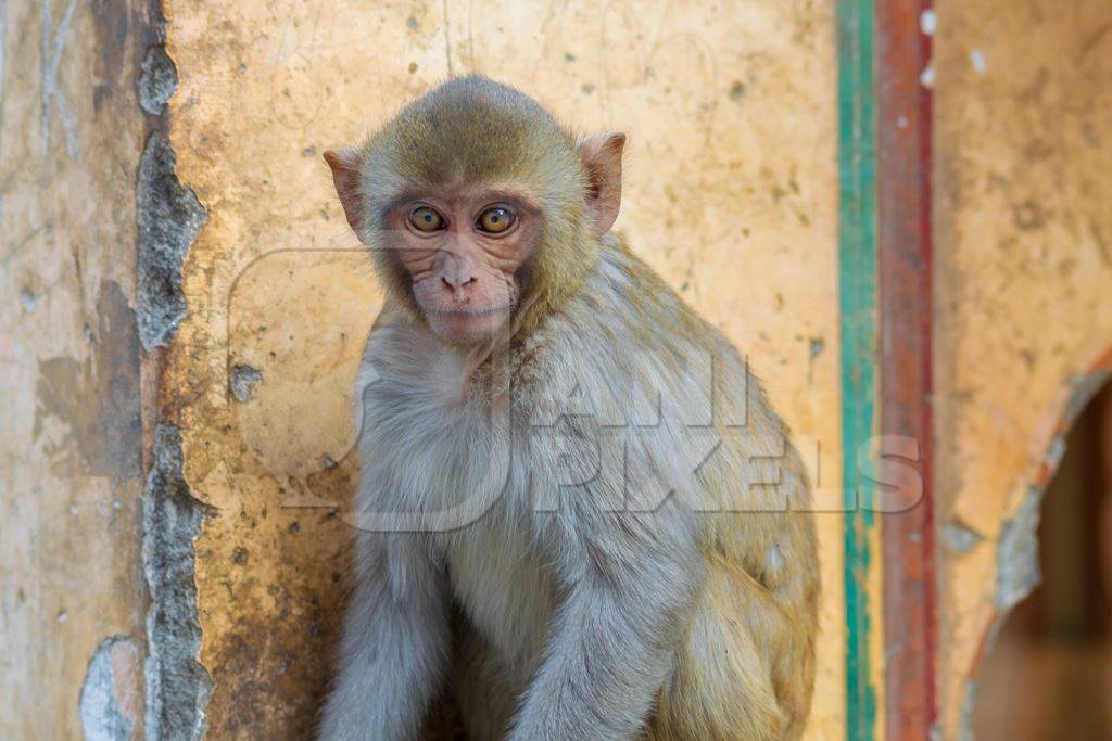 Photo of one Indian macaque monkey at Galta Ji monkey temple near Jaipur in Rajasthan in India