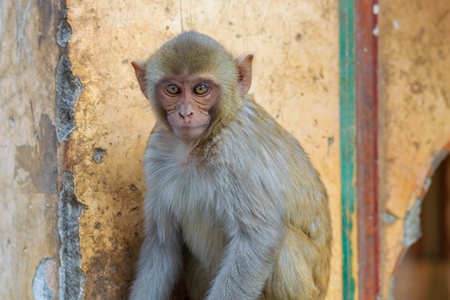 Photo of one Indian macaque monkey at Galta Ji monkey temple near Jaipur in Rajasthan in India