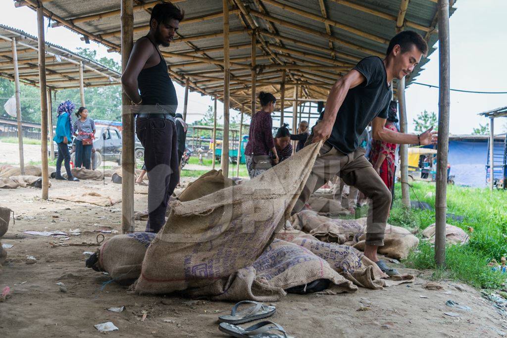 Pigs tied up in sacks and on sale for meat at the weekly animal market