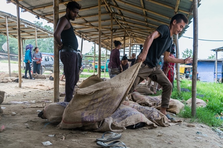 Pigs tied up in sacks and on sale for meat at the weekly animal market