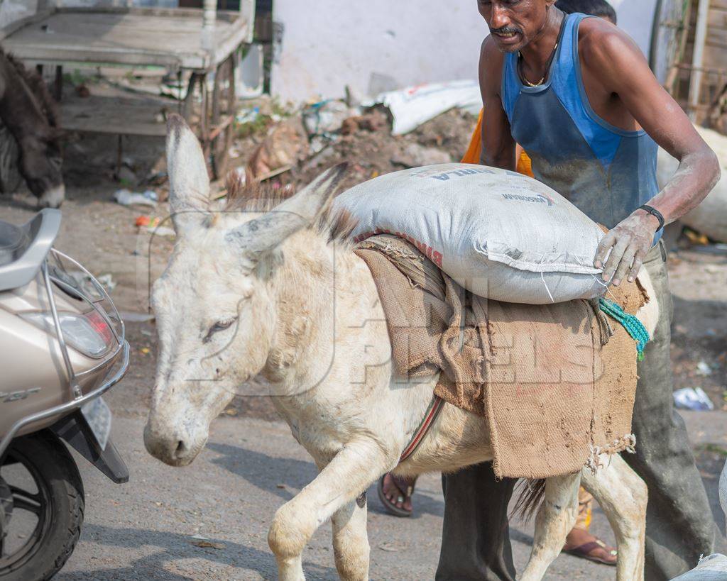 Working donkeys wiht man used for animal labour to carry heavy sacks of cement in an urban city in Maharashtra in India