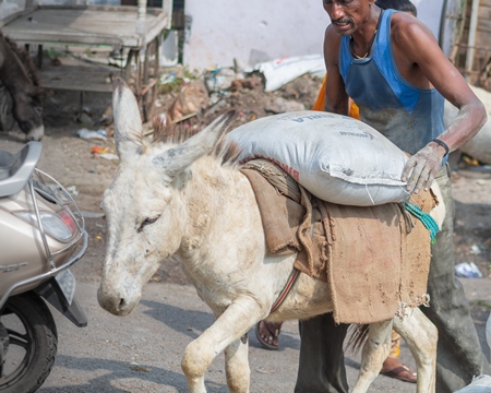 Working donkeys wiht man used for animal labour to carry heavy sacks of cement in an urban city in Maharashtra in India