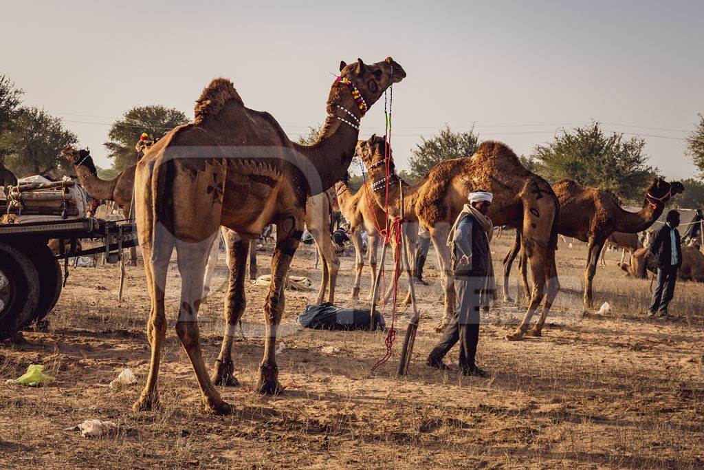 Indian camels at Nagaur Cattle Fair, Nagaur, Rajasthan, India, 2022