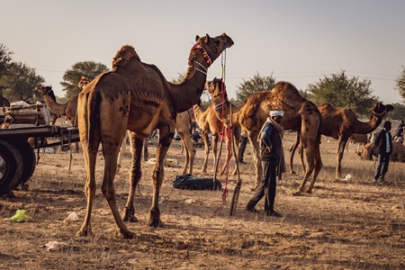 Indian camels at Nagaur Cattle Fair, Nagaur, Rajasthan, India, 2022