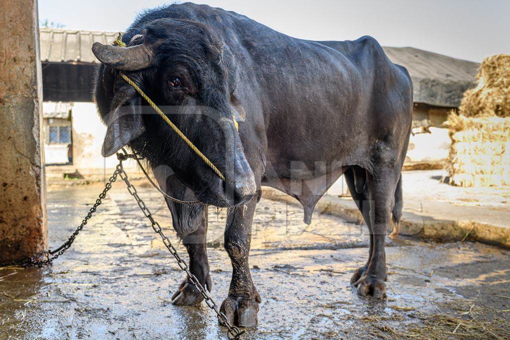 Male Indian buffalo bull tied up in a concrete shed on an urban dairy farm or tabela, Aarey milk colony, Mumbai, India, 2023