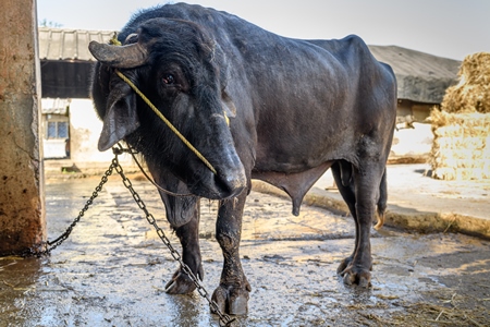 Male Indian buffalo bull tied up in a concrete shed on an urban dairy farm or tabela, Aarey milk colony, Mumbai, India, 2023
