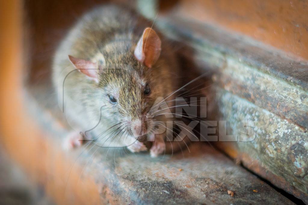 One brown rat eating at the Karni Mata holy rat temple