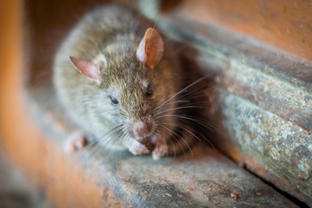 One brown rat eating at the Karni Mata holy rat temple