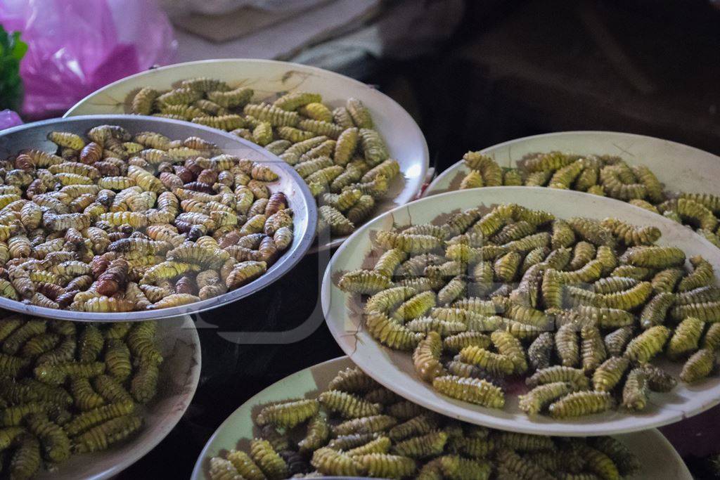 Plates of hornet grubs on sale for eating at an exotic market